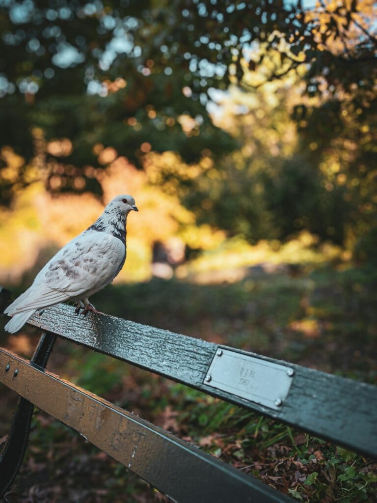 regret essay and photo of a bird on a bench in central park