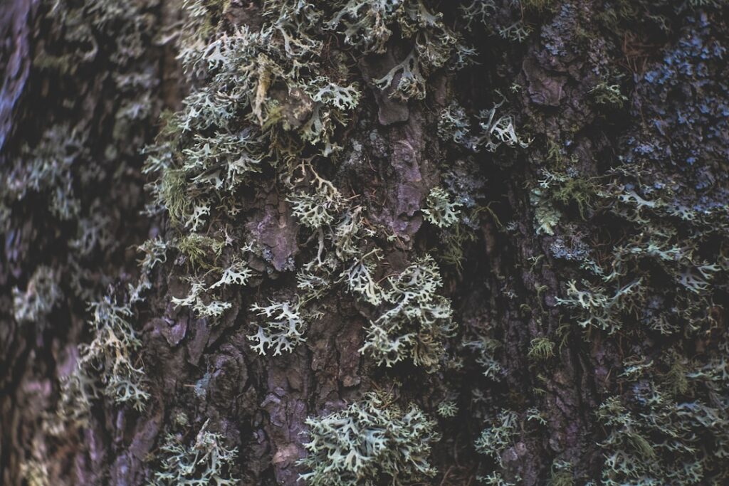 playing the long game post - close up of moss on a tree